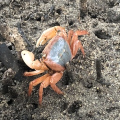 Metopograpsus latifrons