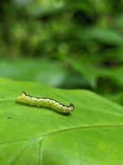 Chadisra bipars
