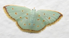 Comostolopsis stillata