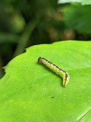 Chadisra bipars