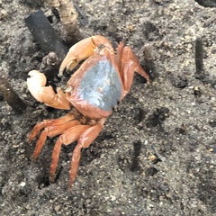 Metopograpsus latifrons