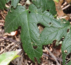 Passiflora pinnatistipula