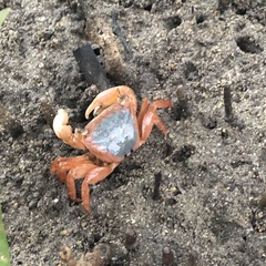 Metopograpsus latifrons
