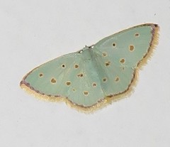 Comostolopsis stillata