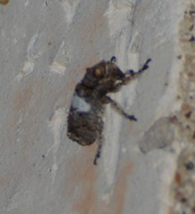 Toxonotus cornutus