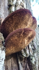 Fistulina hepatica