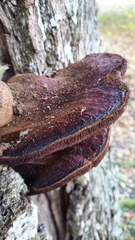 Fistulina hepatica