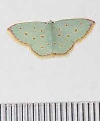 Comostolopsis stillata