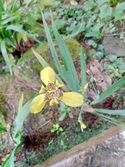 Trimezia martinicensis