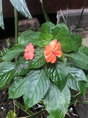 Impatiens walleriana