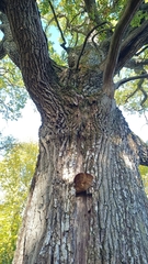 Fistulina hepatica