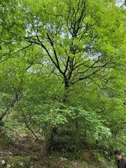 Fraxinus ornus