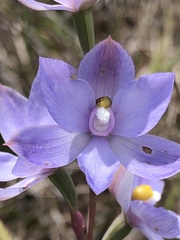 Thelymitra