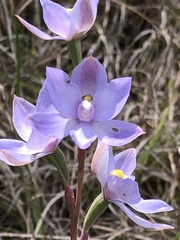 Thelymitra
