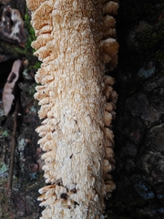 Cerrena zonata