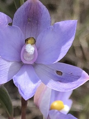 Thelymitra