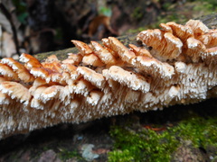 Cerrena zonata