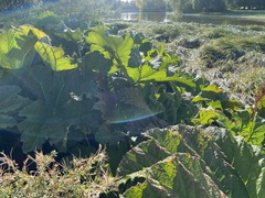 Gunnera