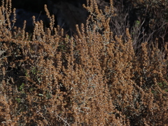 Seriphium cinereum