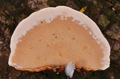 Rigidoporus
