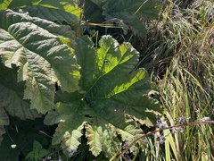 Gunnera