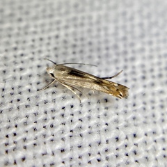 Thiotricha atractodes