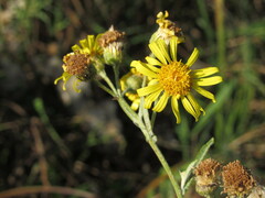 Jacobaea paludosa lanata