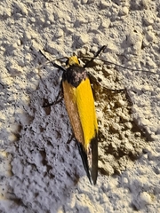 Merocroca automima