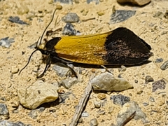 Merocroca automima