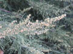 Artemisia abrotanum
