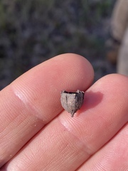 Angophora floribunda