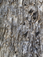 Angophora floribunda