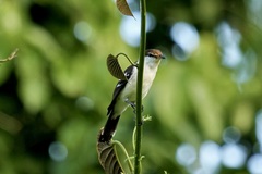 Lalage leucopyga