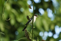 Lalage leucopyga