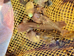 Liobagrus aequilabris