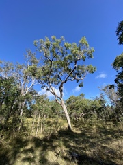 Angophora floribunda