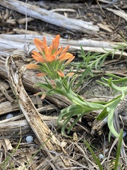 Castilleja lindheimeri