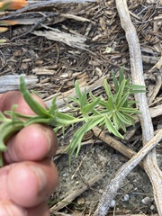 Castilleja lindheimeri