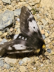 Nataxa flavescens