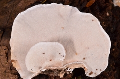 Trametes modesta