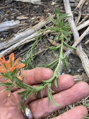 Castilleja lindheimeri