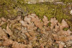 Pseudocyphellaria neglecta