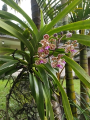 Vanda tricolor