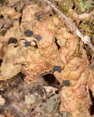 Pseudocyphellaria neglecta