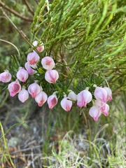 Erica holosericea