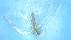 Chrysoperla
