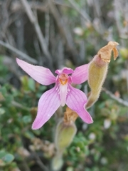 Caladenia latifolia