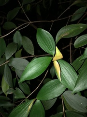Trochocarpa laurina