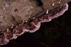 Phlebiopsis crassa