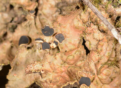 Pseudocyphellaria neglecta